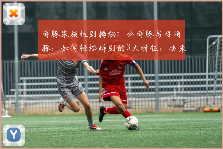 海豚家族性别揭秘：公海豚与母海豚，如何轻松辨别的3大特征，快来看看吧